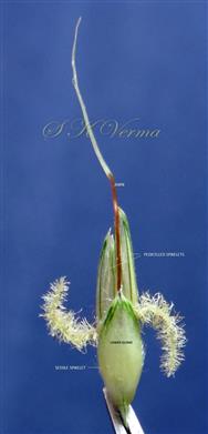  One sessile and 2 pedicelled spikelets; lower glume visible in sessile spikelet